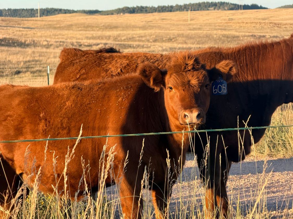 A red heifer with ear tag 605 looks over a wire fence through tall grass in evening light, another red heifer behind her.