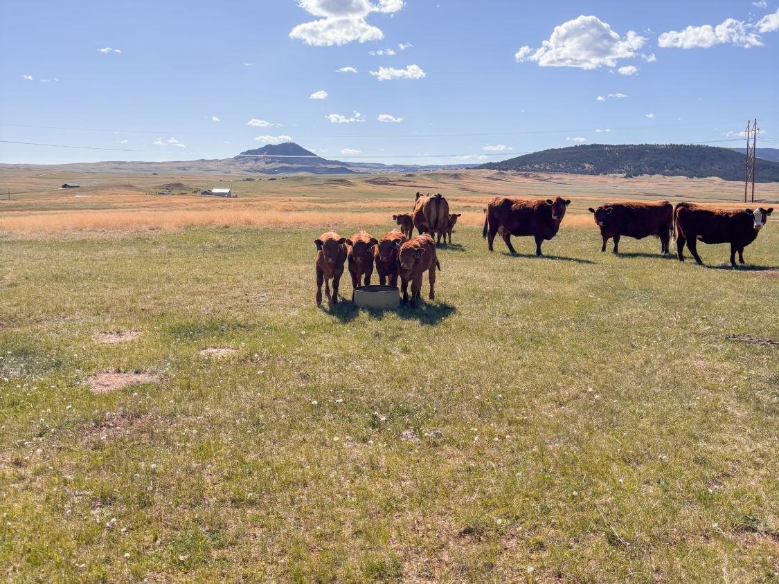 Red cattle on open grass under a blue sky, with young stock around a tub in front and hills and a butte on the horizon.
