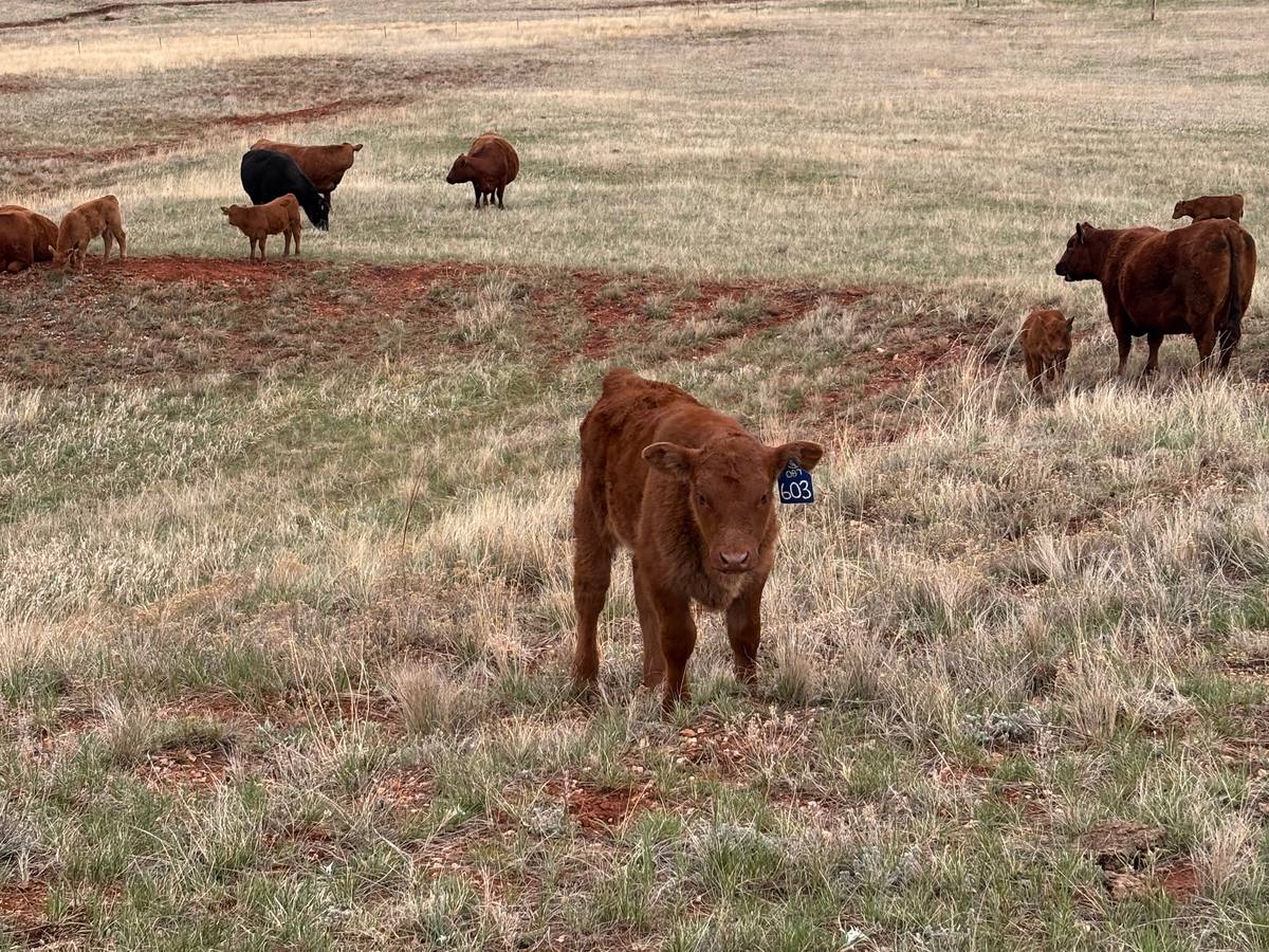 A red calf with an ear tag stands in the grass looking at the camera, with cows and calves grazing the range behind it.