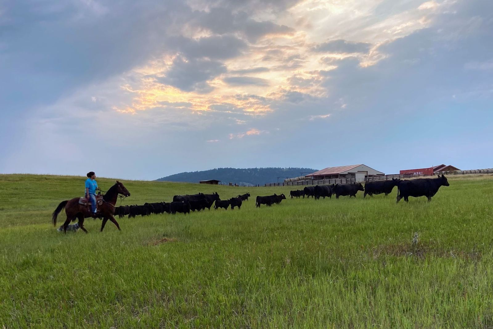 A rider and a cattle dog bring a line of black cattle across green pasture toward the barns, under a broken evening sky.